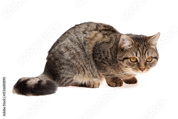Fototapeta Brown tabby cat with black stripes crouched low to the ground on a white background, appearing alert and focused with wide amber eyes