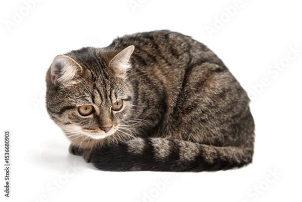 Fototapeta Young tabby cat with brown and black striped fur lying down alertly on a clean white background, gazing attentively to the side