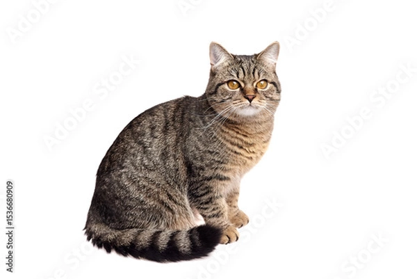 Fototapeta Brown tabby cat with amber eyes and striped tail sitting upright on a white background, calmly gazing forward with a relaxed expression