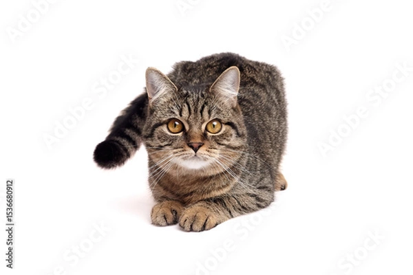 Fototapeta Brown tabby cat with striped fur and golden eyes crouched with front paws extended, looking straight ahead on a clean white background