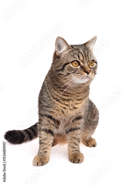 Fototapeta Brown tabby cat with amber eyes and striped fur sitting upright on a white background, looking slightly to the right with a calm, attentive posture