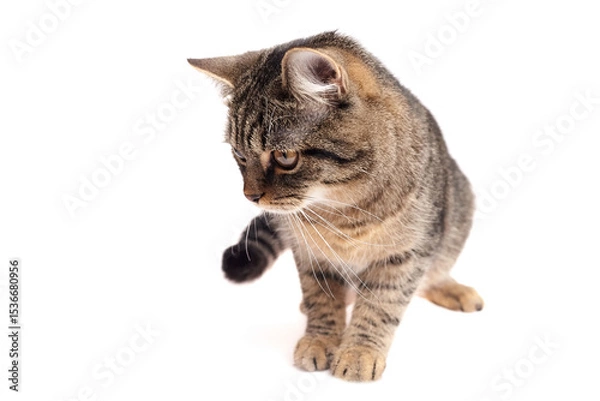 Fototapeta Brown tabby cat with striped fur and amber eyes sitting on white background, looking downward with focused expression and extended front paws