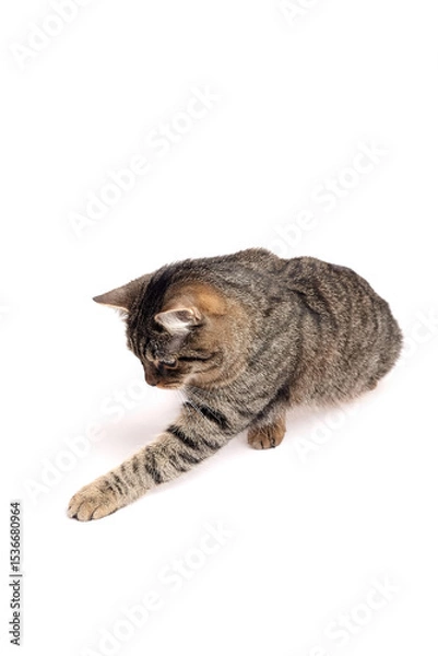 Fototapeta Brown tabby cat with striped fur extending its front paw forward while crouched on a white background, appearing focused and playful