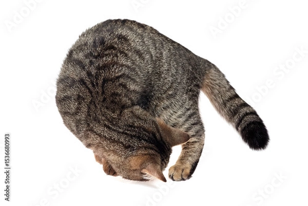 Fototapeta Brown tabby cat curled with head down and paw extended, appearing focused and still on a clean white background