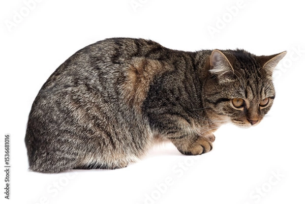 Fototapeta Brown tabby cat with striped fur crouched on white background, staring intently forward with alert eyes and slightly tense body posture