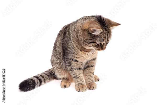 Fototapeta Brown tabby cat sitting upright with tail curled, head tilted down, appearing focused or curious, isolated on a clean white studio background