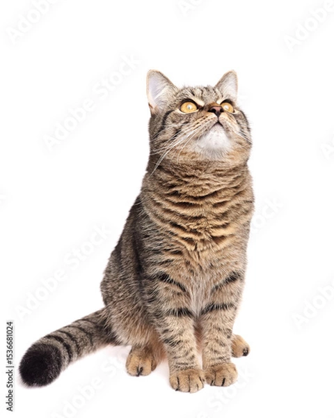 Fototapeta Brown striped tabby cat with bright amber eyes sitting attentively and gazing upward, posed on a clean white studio background with focused expression