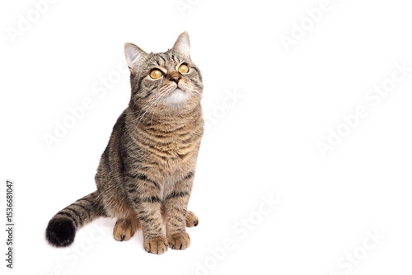 Fototapeta Brown tabby cat sitting with tail curled, head tilted upward and eyes wide open, appearing curious and attentive, isolated against white background