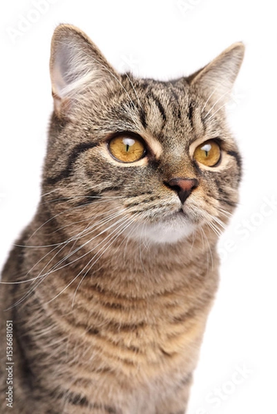 Fototapeta Detailed close-up of a brown striped tabby cat with golden amber eyes, focused expression, and soft fur, isolated on a white studio background
