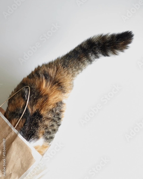 Fototapeta Overhead view of a curious calico cat with head inside a brown paper bag, revealing only its back and tail against a white indoor surface