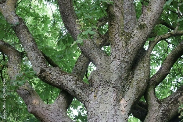 Fototapeta Chestnut bark