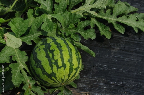 Fototapeta す、す、すいかー