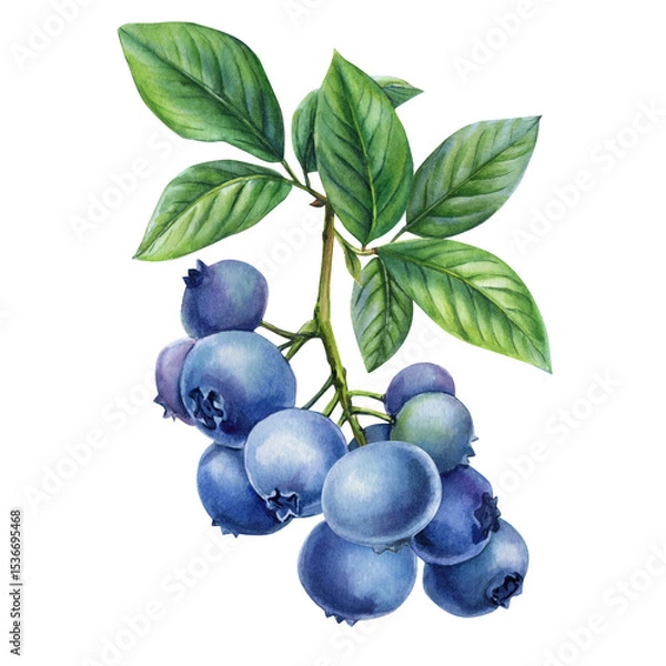 Obraz Watercolor Blueberry Branch with Leaves Botanical Ripe Summer Fruit Illustration for Packaging Labels Kitchen and Garden Design