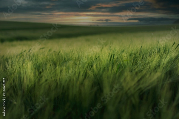 Fototapeta wheat field in the evening