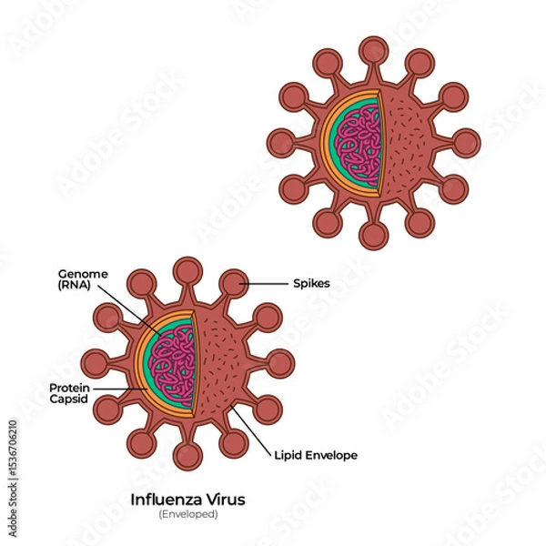 Obraz Virus enveloped anatomy of corona virology visualization with spikes