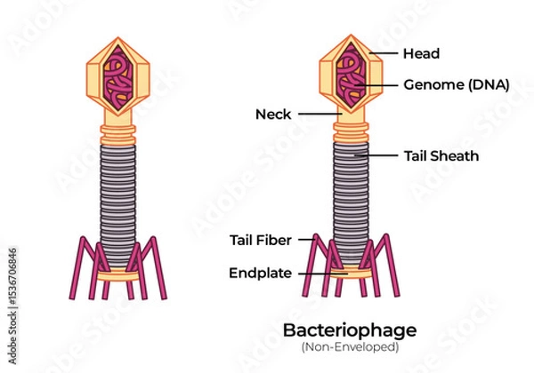 Obraz Virus bacteriophage anatomy micro pathogenic virology DNA with head capsid