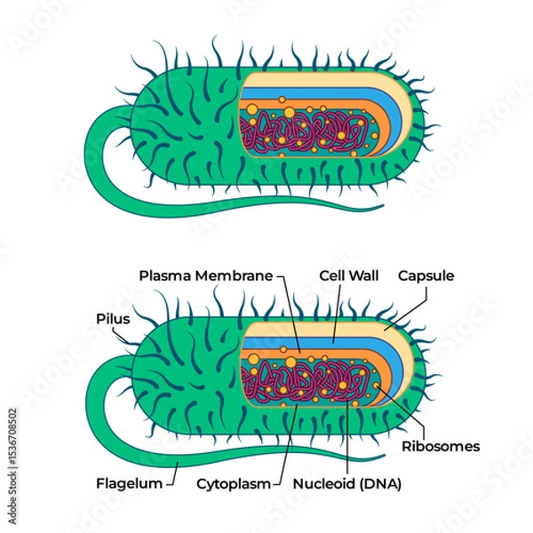 Obraz Bacterial cell anatomy capsule with ribosome and flagella bacteria structure