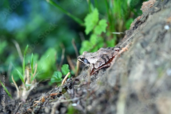 Fototapeta frog on a log
