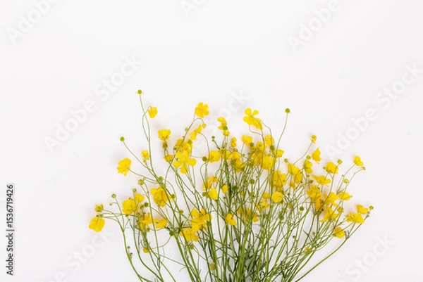 Fototapeta Wild buttercup bouquet on white background, seasonal summer flat lay with space for text, traditional foraging flowers used in solstice celebrations, nature rituals and folklore symbols