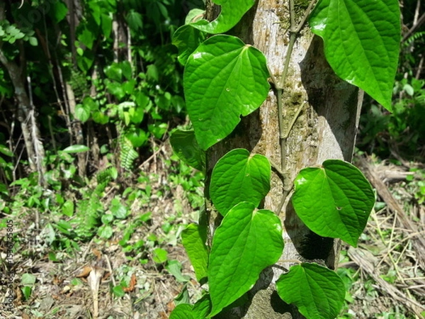 Fototapeta Betel leaves or betel plants that climb trees. Plantation background.