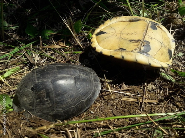Fototapeta Close up Turtles, are reptiles belonging to the order Testudines or Chelonia. They have hard shells that protect their bodies and generally live in fresh water or on land.