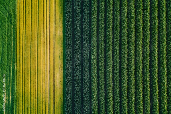 Fototapeta High-Tech Drone Surveillance for Monitoring Crop Health in Farmland  