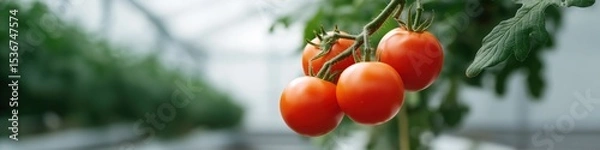 Obraz Vibrant red tomatoes on vine in greenhouse
