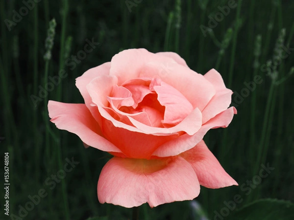 Fototapeta Close up of a beautiful rose