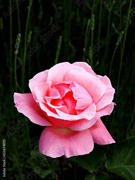 Fototapeta Close up of a beautiful rose