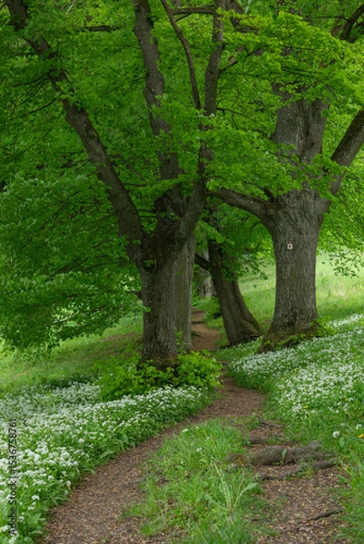 Fototapeta Lindenallee mit blühendem Bärlauch unterhalb der Burg Teck auf der Schwäbischen Alb im Frühling
