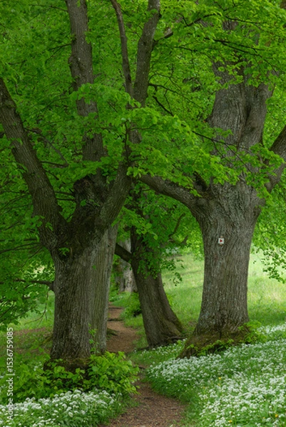 Fototapeta Lindenallee mit blühendem Bärlauch unterhalb der Burg Teck auf der Schwäbischen Alb im Frühling