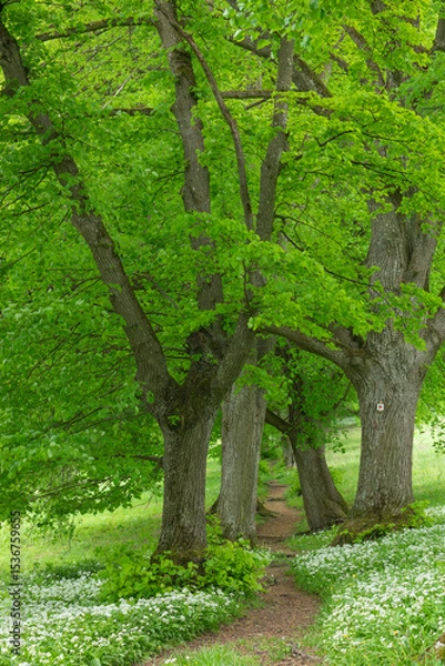 Fototapeta Lindenallee mit blühendem Bärlauch unterhalb der Burg Teck auf der Schwäbischen Alb im Frühling