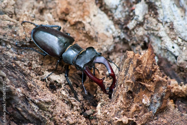 Obraz Stag Beetle in the wild