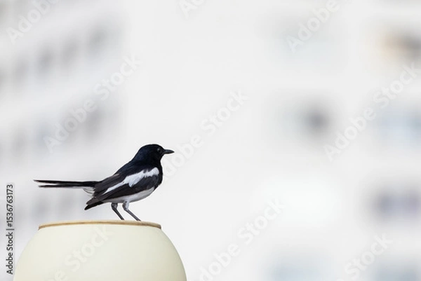 Obraz Small magpie bird with black and white feathers is perching on outdoor lamp with blurred building in the background in the city.