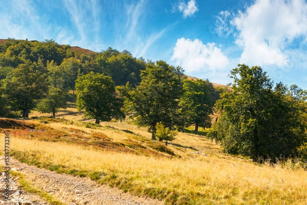 Fototapeta beech forest of carpathian mountain in summer. outdoor background for hiking and adventure in transcarpathia. blue sky with clouds