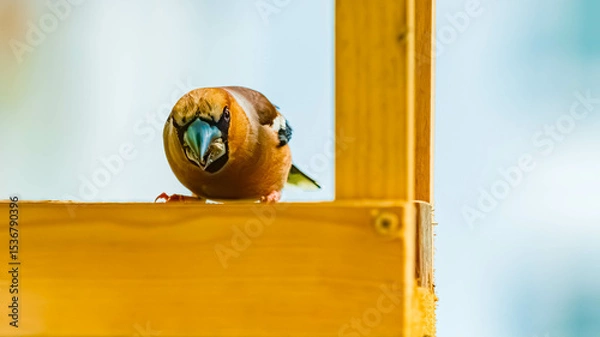 Obraz Coccothraustes coccothraustes, hawfinch, at a bird feeder on a sunny spring day