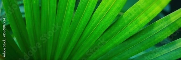 Obraz Single green palm leaf, vibrant texture, crisp detail , tropical leaf, nature, leaf