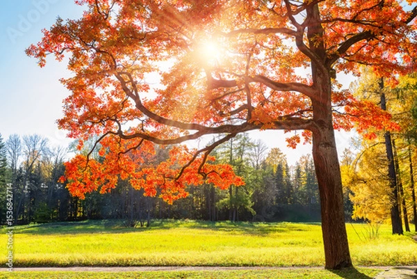 Fototapeta Autumn tree with red brown leaves and green grass in fall city park in sunny day. Autumn trees with golden leaves and sunlight.