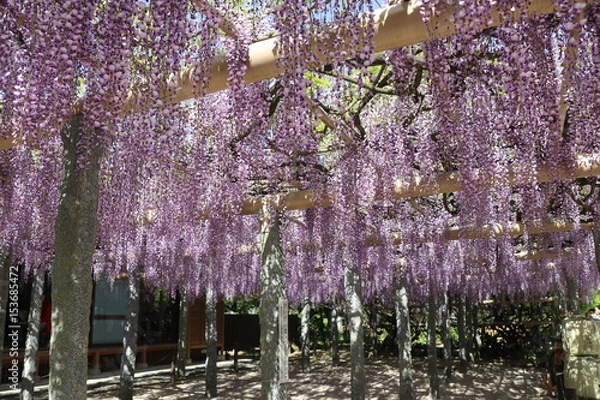 Obraz 武蔵寺の藤（福岡県筑紫野市）