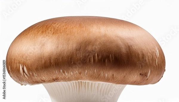Fototapeta mushroom isolated on white background. AI Generate