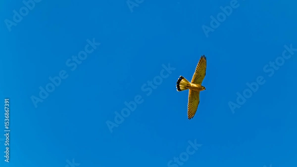 Obraz Falco tinnunculus, common kestrel, in flight in front of a blue sky on a sunny spring day