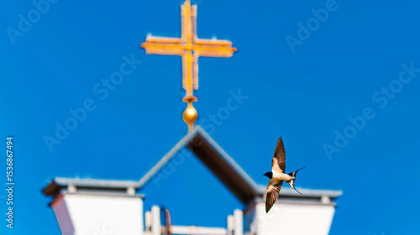 Obraz Hirundo rustica, barn swallow, on the hunt for insects near a fountain on a sunny spring day at Bad Griesbach im Rottal, Passau, Bavaria, Germany