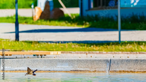 Obraz Hirundo rustica, barn swallow, on the hunt for insects near a fountain on a sunny spring day at Bad Griesbach im Rottal, Passau, Bavaria, Germany