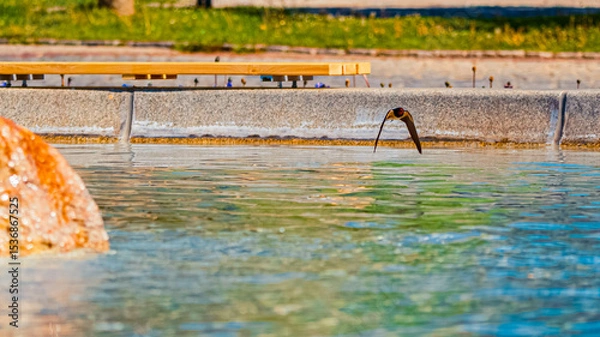 Obraz Hirundo rustica, barn swallow, on the hunt for insects near a fountain on a sunny spring day at Bad Griesbach im Rottal, Passau, Bavaria, Germany