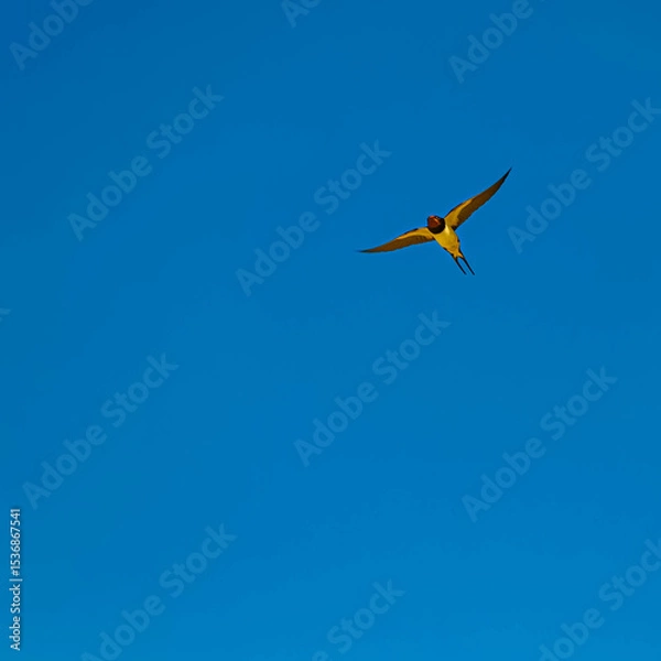 Obraz Hirundo rustica, barn swallow, on the hunt for insects near a fountain on a sunny spring day at Bad Griesbach im Rottal, Passau, Bavaria, Germany