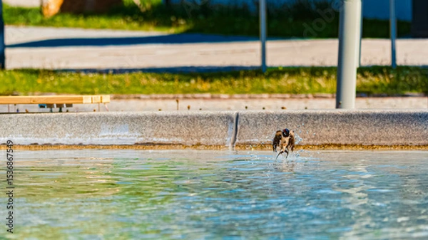 Obraz Hirundo rustica, barn swallow, on the hunt for insects near a fountain on a sunny spring day at Bad Griesbach im Rottal, Passau, Bavaria, Germany