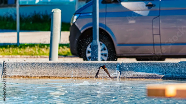 Obraz Hirundo rustica, barn swallow, on the hunt for insects near a fountain on a sunny spring day at Bad Griesbach im Rottal, Passau, Bavaria, Germany