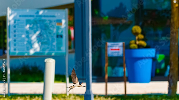 Obraz Hirundo rustica, barn swallow, on the hunt for insects near a fountain on a sunny spring day at Bad Griesbach im Rottal, Passau, Bavaria, Germany