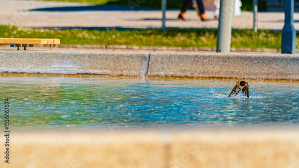 Obraz Hirundo rustica, barn swallow, on the hunt for insects near a fountain on a sunny spring day at Bad Griesbach im Rottal, Passau, Bavaria, Germany