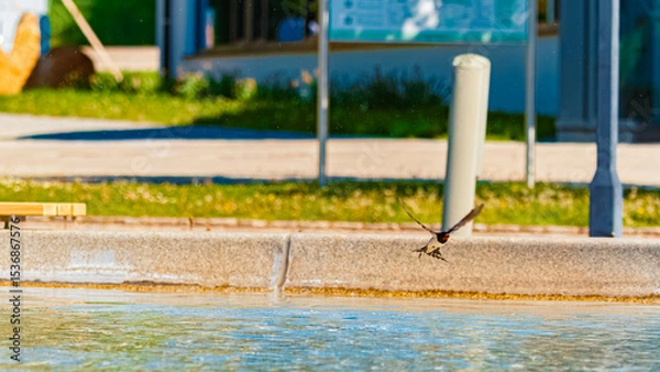 Obraz Hirundo rustica, barn swallow, on the hunt for insects near a fountain on a sunny spring day at Bad Griesbach im Rottal, Passau, Bavaria, Germany